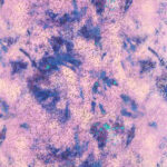 Lycra Fantasia Astratta - al Metro - Disegno  20.024 - Colore B - Glitter Oro